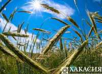 В Хакасии наворовали зерна на 18 миллионов рублей