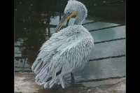 Абаканский зоопарк показал, как прихорашивается пеликан
