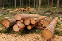 Ограничение экспорта ускорило в Хакасии снижение цен на древесину
