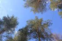 Кедры, пихты и берёзы: в Хакасии незаконно срубили 262 дерева