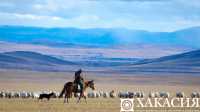 В Хакасии стабильно развивается овцеводство