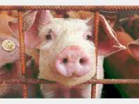 Фермера из Усть-Абаканского района наказали за ненадлежащее содержание свиней