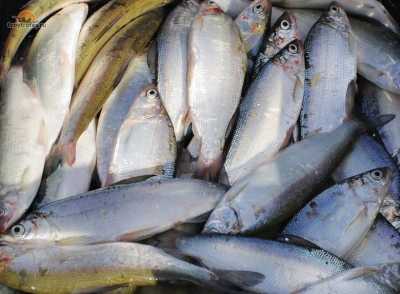 Рыбаков в Хакасии осудили за хороший улов пеляди