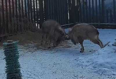 Столкновение козлов запечатлели на видео в Абакане