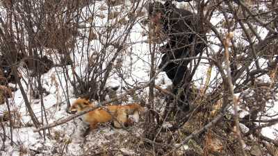 В Хакасии рычащая лиса стала героем видео