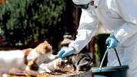 ВОЗ изучат передачу коронавируса от домашних животных к человеку