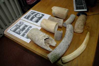 В Красноярске задержали мужчину с 10 кг костей мамонта, из которых он хотел сделать сувениры