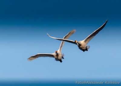 Гордые птицы волшебной весны: тундровых лебедей заметили в Хакасии