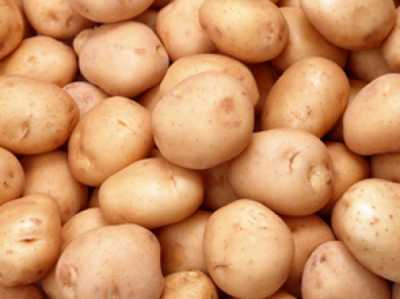 В Хакасии исследуют почву на картофельного вредителя