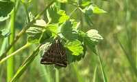 В Алтайский район прилетели особо опасные бабочки