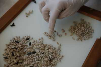 В Хакасии 67 процентов семенного зерна признано некондиционным