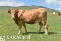 Новая напасть: инфекция поразила коров в Ширинском районе
