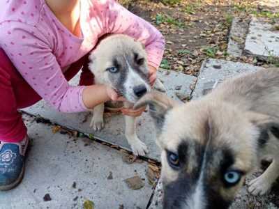 В Хакасии о бездомных животных позаботились сотрудники Росреестра