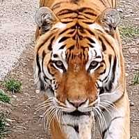 Зоопарк Абакана приглашает отметить день рождения тигра