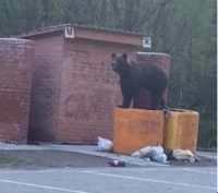 Медведь вышел к трассе Кызыл - Абакан