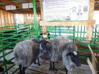 Овцы из Хакасии поедут  в Читу на племенную выставку