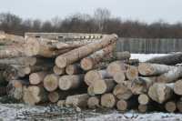 Жители Хакасии могут разоблачить нелегального торговца древесиной