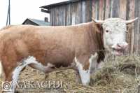15 млн рублей получили жители Бограда за утилизированный скот