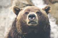 Медведей по весне считают: в Хакасии узнают число косолапых