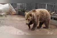 Абаканский зоопарк показал медведицу Катерину в ожидании завтрака