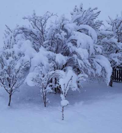 В Хакасии выпал майский снег