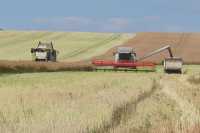 Средняя урожайность зерновых в Хакасии не впечатляет
