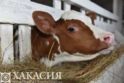 Покупать говядину опасаются некоторые жители Хакасии