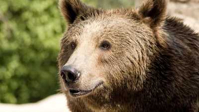 В Красноярском крае медведь отнял шашлыки у туристов
