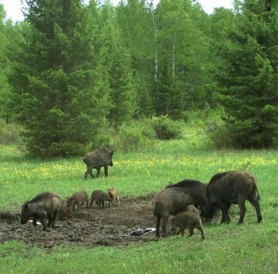 Животные хакасии