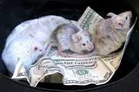 Мыши пробрались в банкомат и обгрызли миллион
