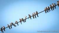 В Хакасии птицы собираются в стаи