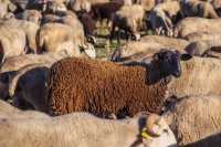 С 1 июля в Хакасии запретят подворный убой овец