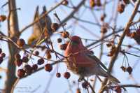 Необычных птиц сфотографировал читатель газеты &quot;Хакасия&quot; у себя в огороде