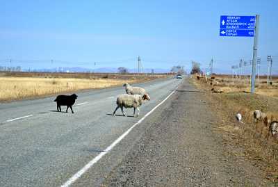 Домашние животные, разгуливающие «сами по себе», часто становятся причиной дорожно-транспортных происшествий. 