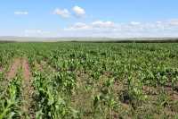 Переизбыток азотных удобрений отмечен на одном из полей в Хакасии