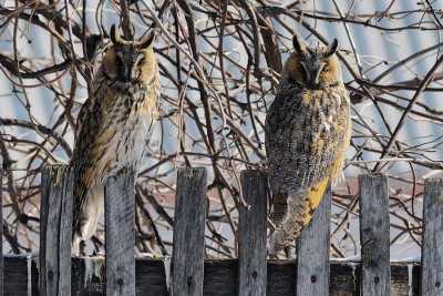 Животные и птицы в лютый мороз позировали фотографу газеты «Хакасия»