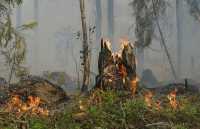 От пожара в Хакасии пострадало 11 га леса
