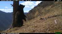 Медвежьи «танцы» рядом с Хакасией попали в объектив фоторегистратора
