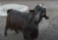Заложниками черного козла стали жители поселка в Хакасии