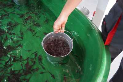 Мальков ценных пород рыб будут выращивать в Хакасии