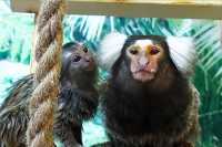 В абаканский зоопарк дети смогут повести своих мам бесплатно