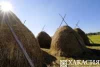 Сколько сена заготовили в Хакасии