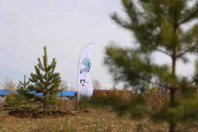 РУСАЛ высадит свыше 100 тысяч деревьев в рамках продолжения проекта «Под зеленым крылом» в Иркутской области