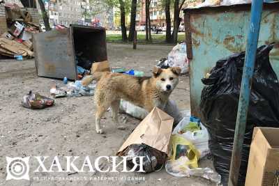 В Хакасии поступило свыше 30 жалоб на беспризорных собак