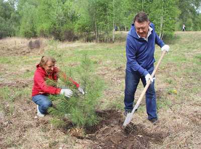 Первый заместитель председателя Верховного Совета Хакасии Юрий Шпигальских посадил больше сотни хвойных деревьев. 