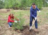 Первый заместитель председателя Верховного Совета Хакасии Юрий Шпигальских посадил больше сотни хвойных деревьев. 