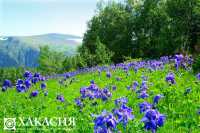 За лесами в Хакасии будут следить с воздуха