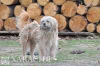 Красноярская компания не справилась с отловом собак в Ширинском районе
