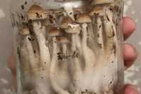 В Хакасии торговец галлюциногенными грибами пойдет под суд