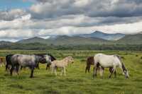 Ветер, степь, серая лошадь: фотограф из Абакана показал пасмурный день